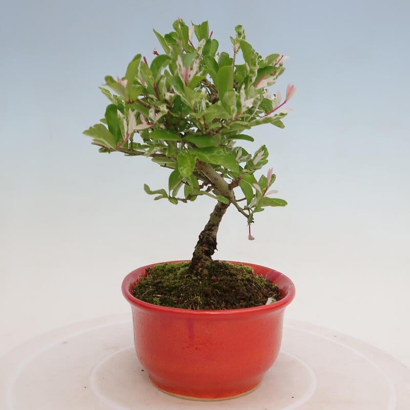 Outdoor bonsai - Ligustrum obtusifolium - Dull-leaved bird's-bill