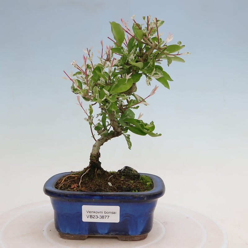 Outdoor bonsai - Ligustrum obtusifolium - Dull-leaved bird's-bill