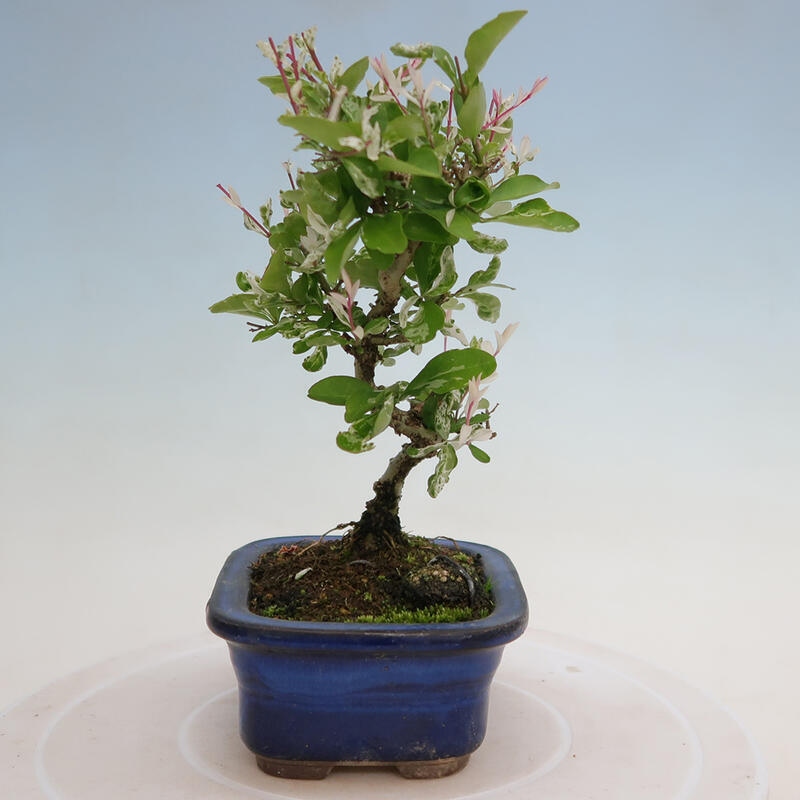 Outdoor bonsai - Ligustrum obtusifolium - Dull-leaved bird's-bill