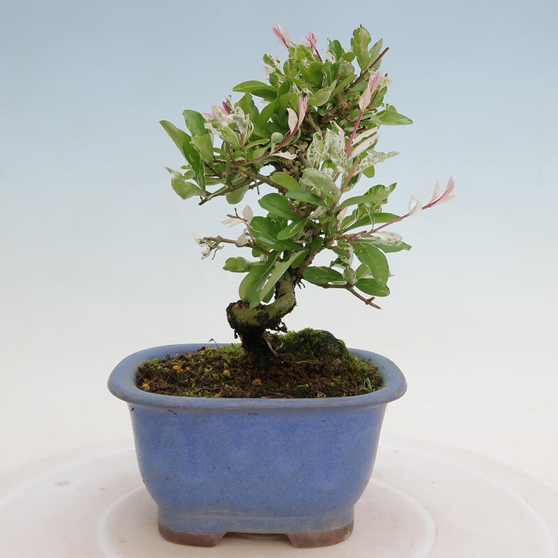 Outdoor bonsai - Ligustrum obtusifolium - Dull-leaved bird's-bill