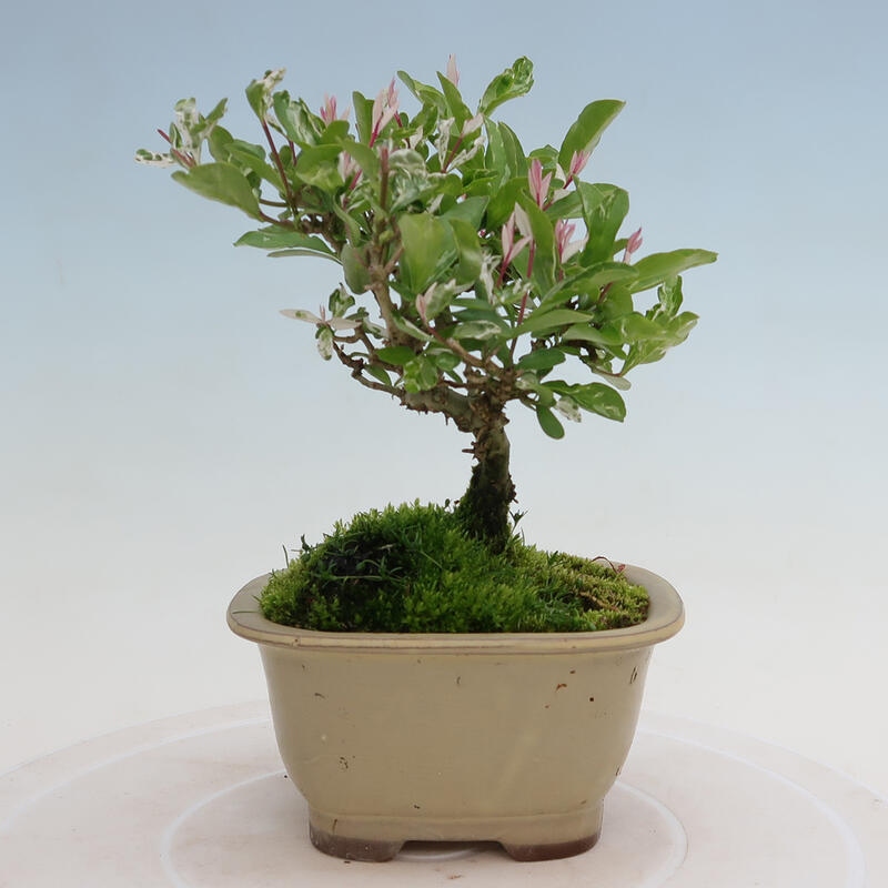 Outdoor bonsai - Ligustrum obtusifolium - Dull-leaved bird's-bill