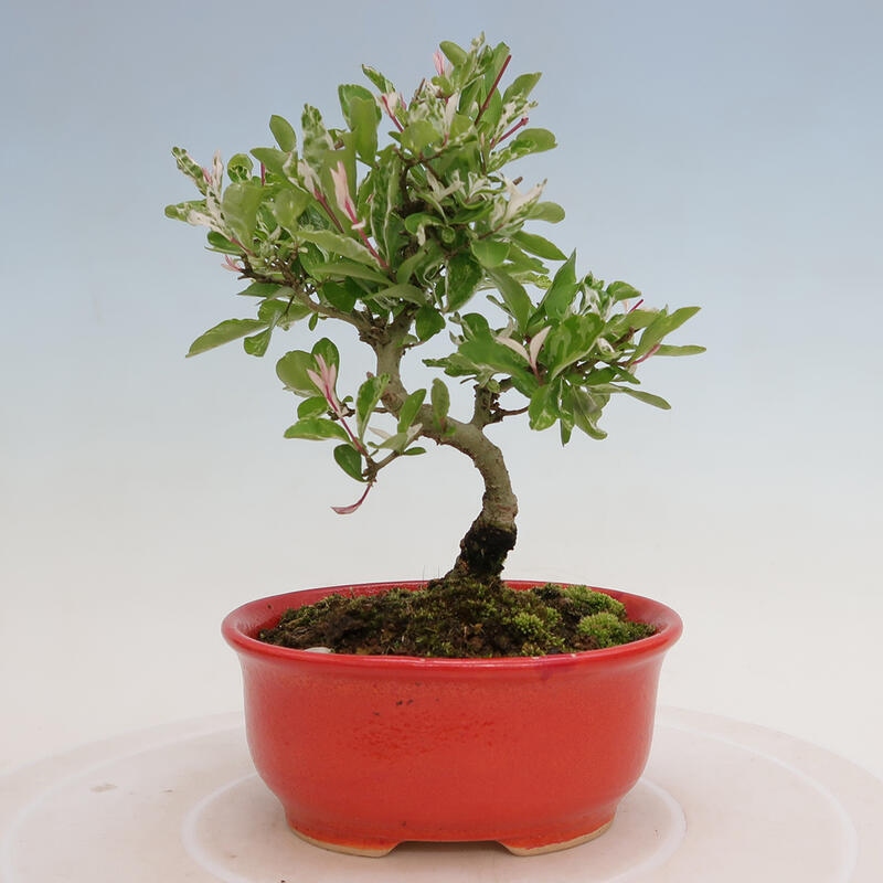 Outdoor bonsai - Ligustrum obtusifolium - Dull-leaved bird's-bill