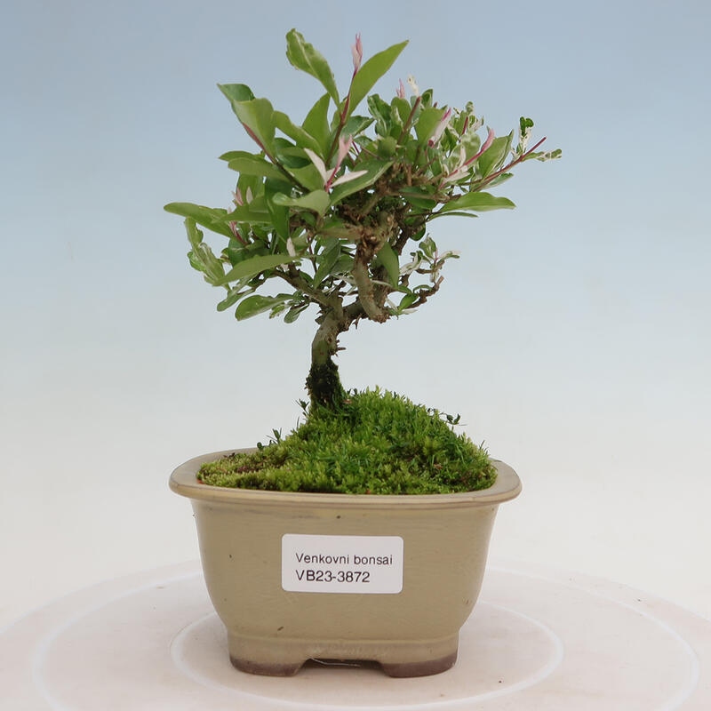 Outdoor bonsai - Ligustrum obtusifolium - Dull-leaved bird's-bill