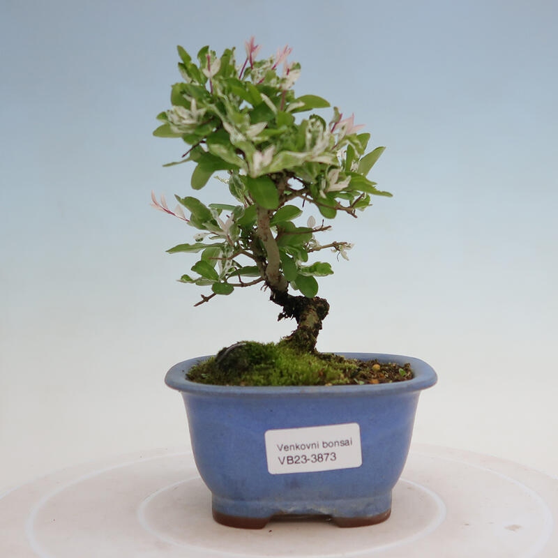 Outdoor bonsai - Ligustrum obtusifolium - Dull-leaved bird's-bill