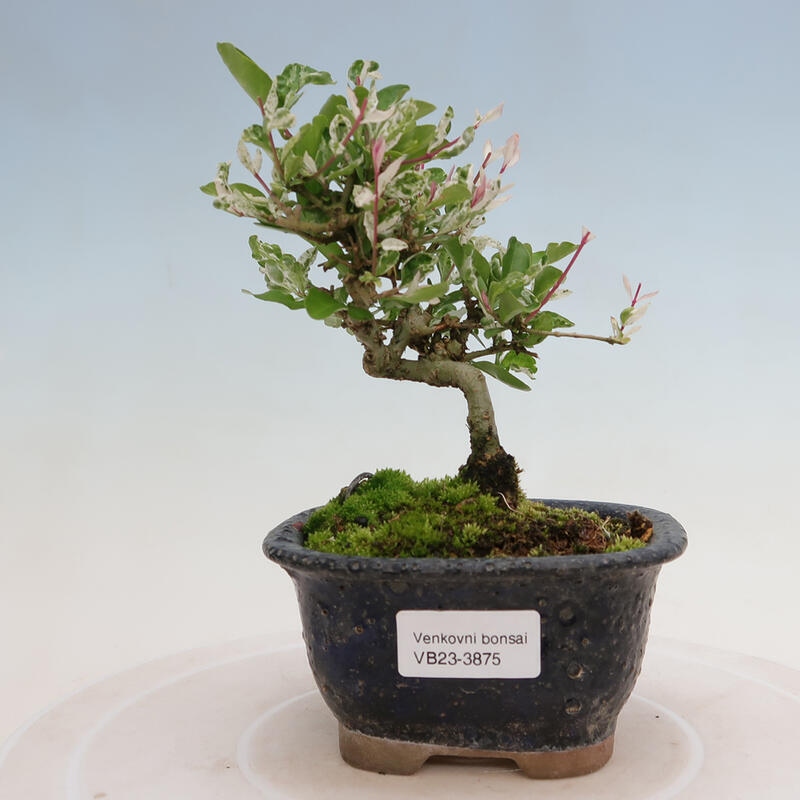 Outdoor bonsai - Ligustrum obtusifolium - Dull-leaved bird's-bill