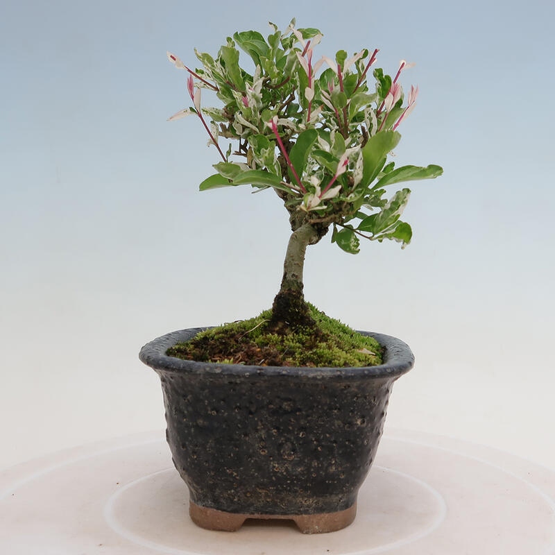 Outdoor bonsai - Ligustrum obtusifolium - Dull-leaved bird's-bill