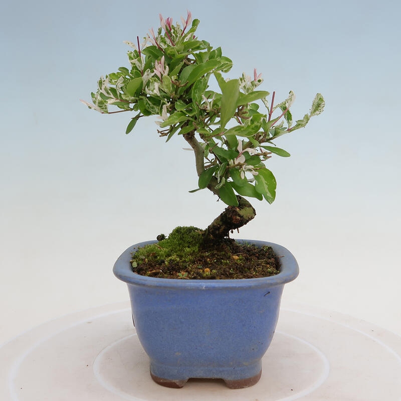 Outdoor bonsai - Ligustrum obtusifolium - Dull-leaved bird's-bill