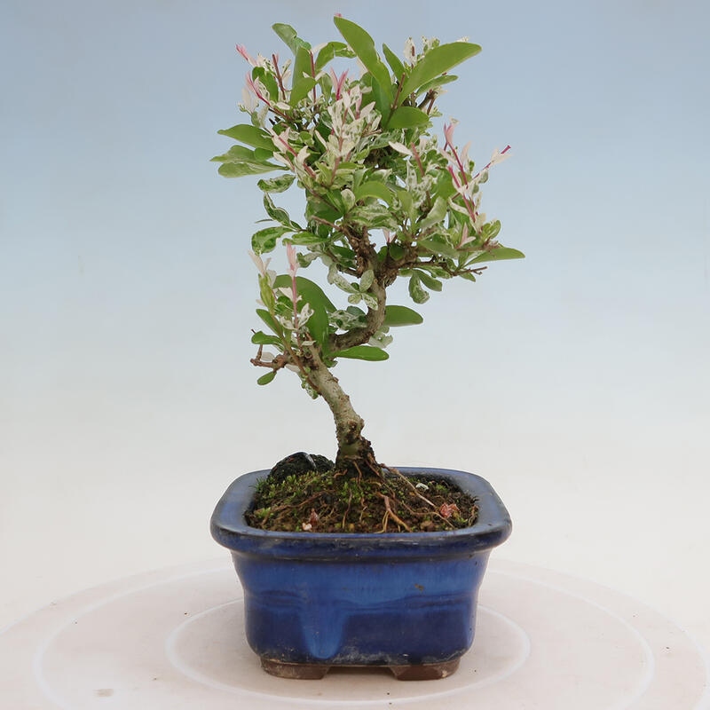 Outdoor bonsai - Ligustrum obtusifolium - Dull-leaved bird's-bill