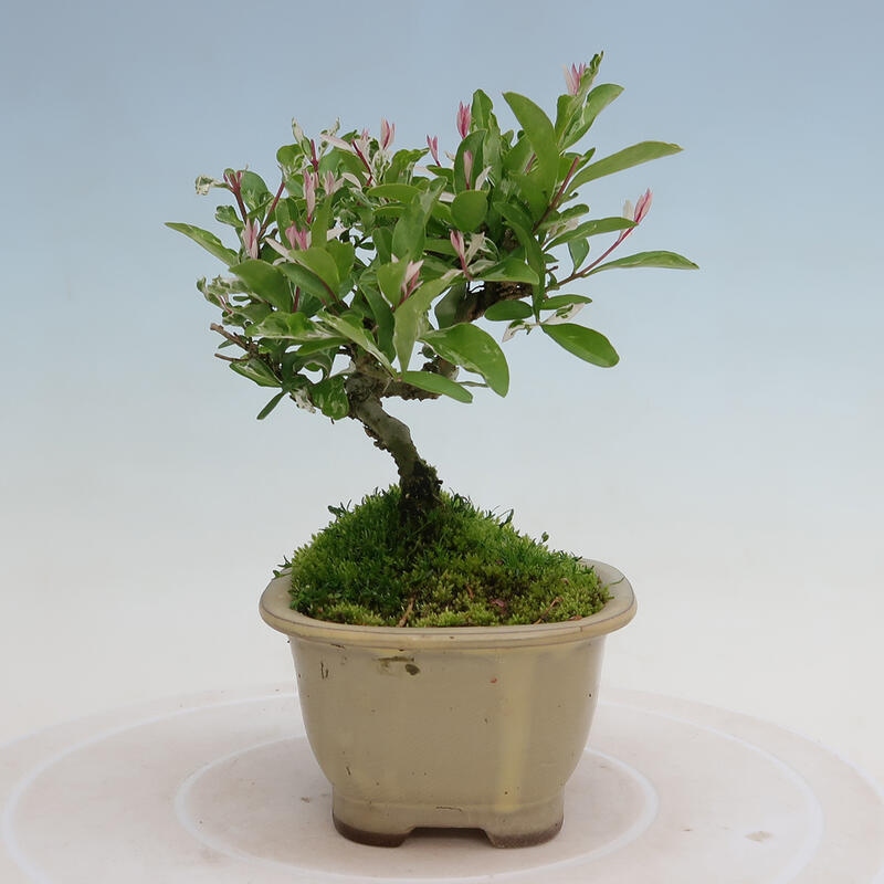 Outdoor bonsai - Ligustrum obtusifolium - Dull-leaved bird's-bill