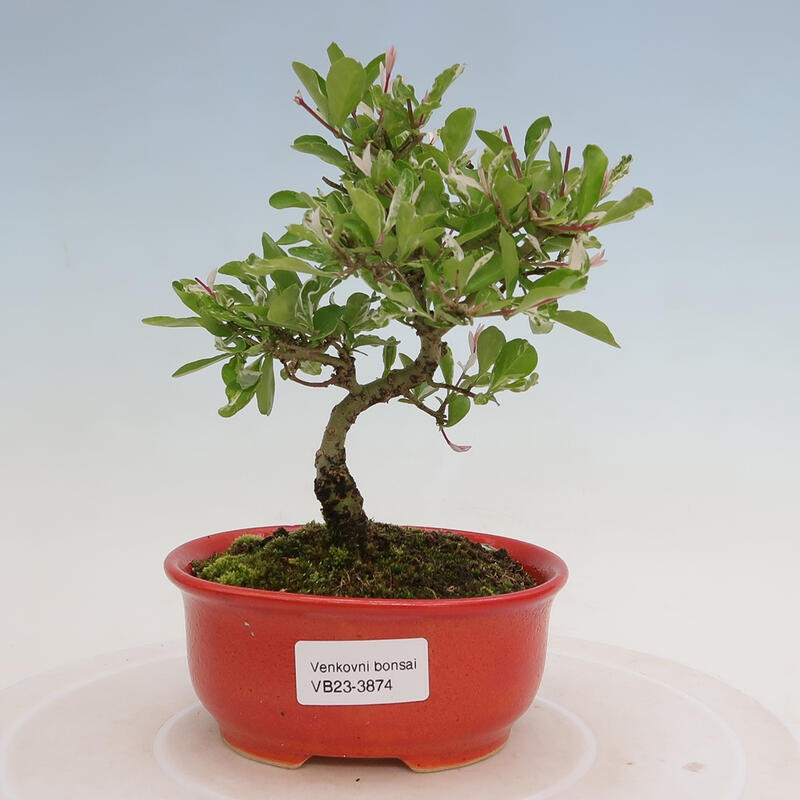 Outdoor bonsai - Ligustrum obtusifolium - Dull-leaved bird's-bill