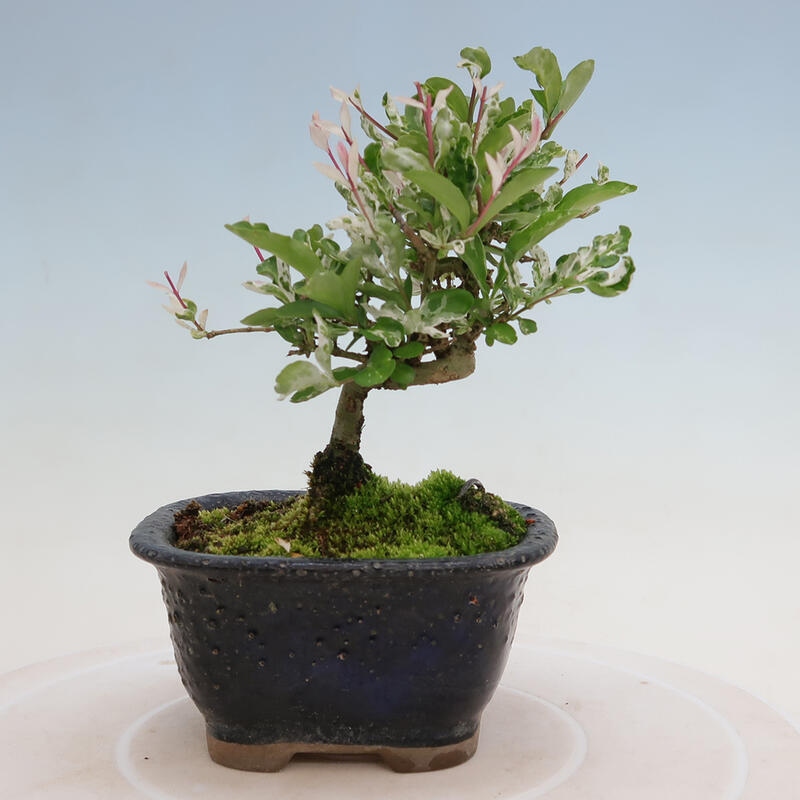 Outdoor bonsai - Ligustrum obtusifolium - Dull-leaved bird's-bill