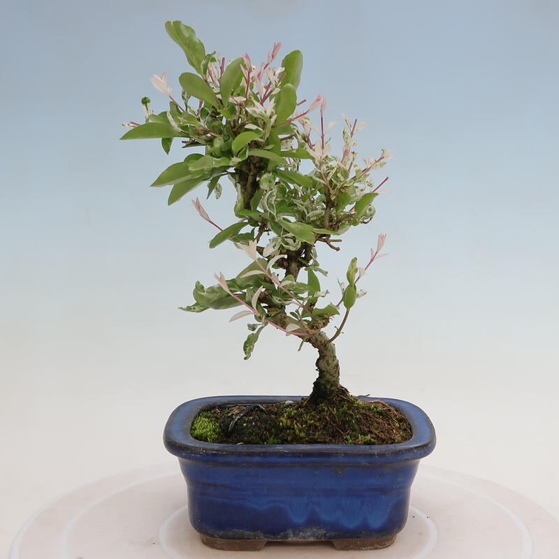 Outdoor bonsai - Ligustrum obtusifolium - Dull-leaved bird's-bill