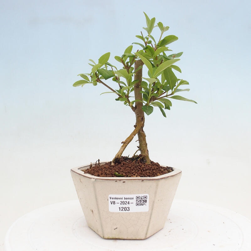 Outdoor bonsai - Ligustrum vulgare - Bird's eye view