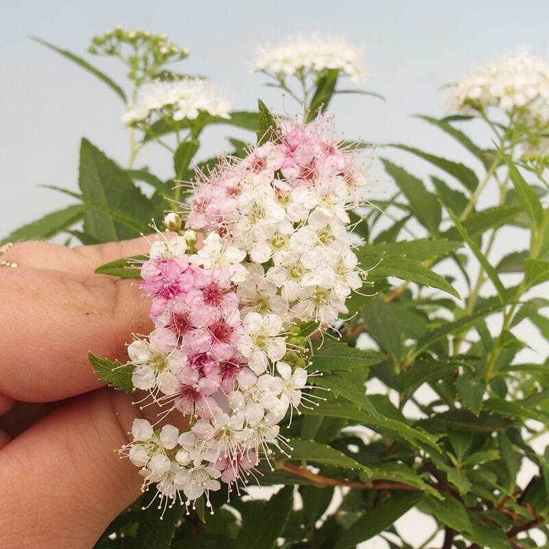 Outdoor bonsai - Spirea japonica GENPSI