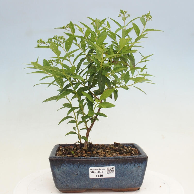 Outdoor bonsai - Spirea japonica GENPSI