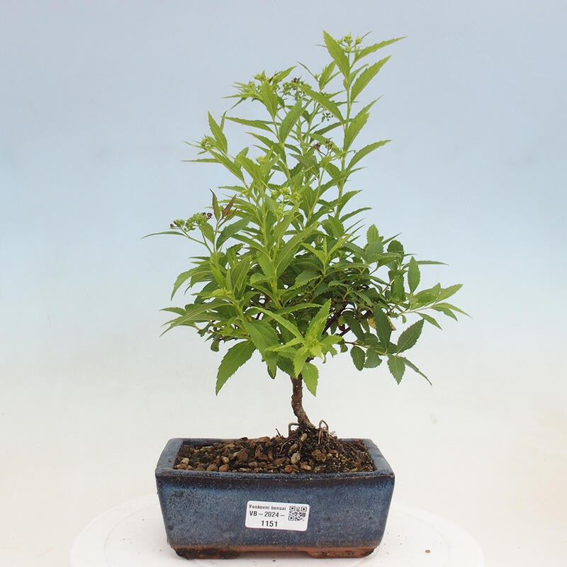 Outdoor bonsai - Spirea japonica GENPSI