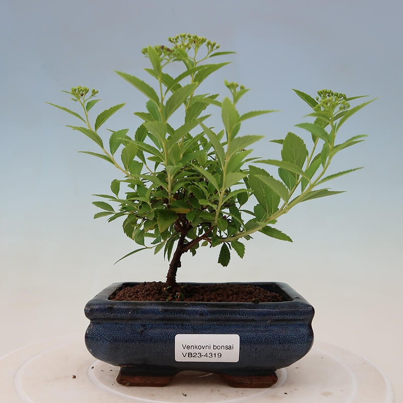 Outdoor bonsai - Spirea japonica GENPSI