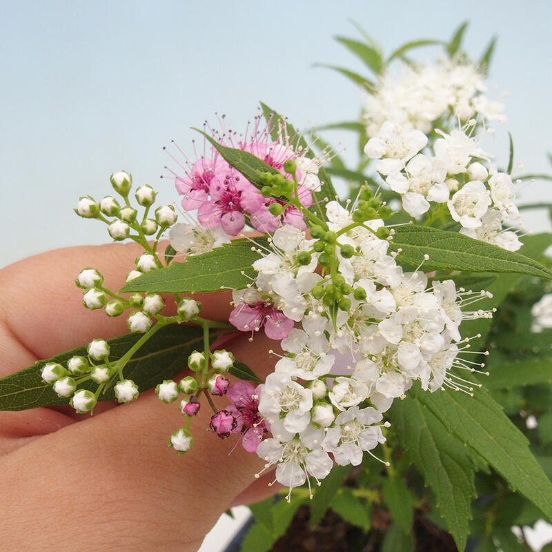 Outdoor bonsai - Spirea japonica GENPSI