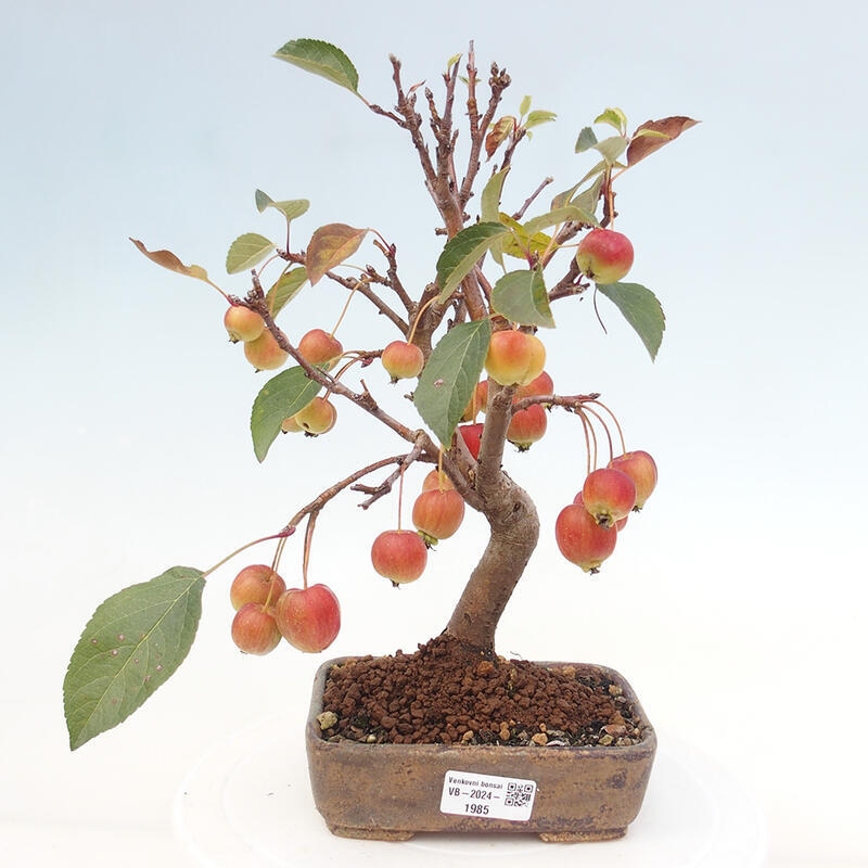 Outdoor bonsai - Malus halliana - Small-fruited apple tree