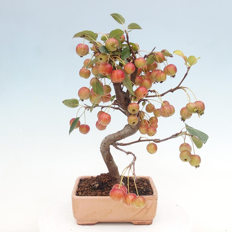 Outdoor bonsai - Malus halliana - Small-fruited apple tree