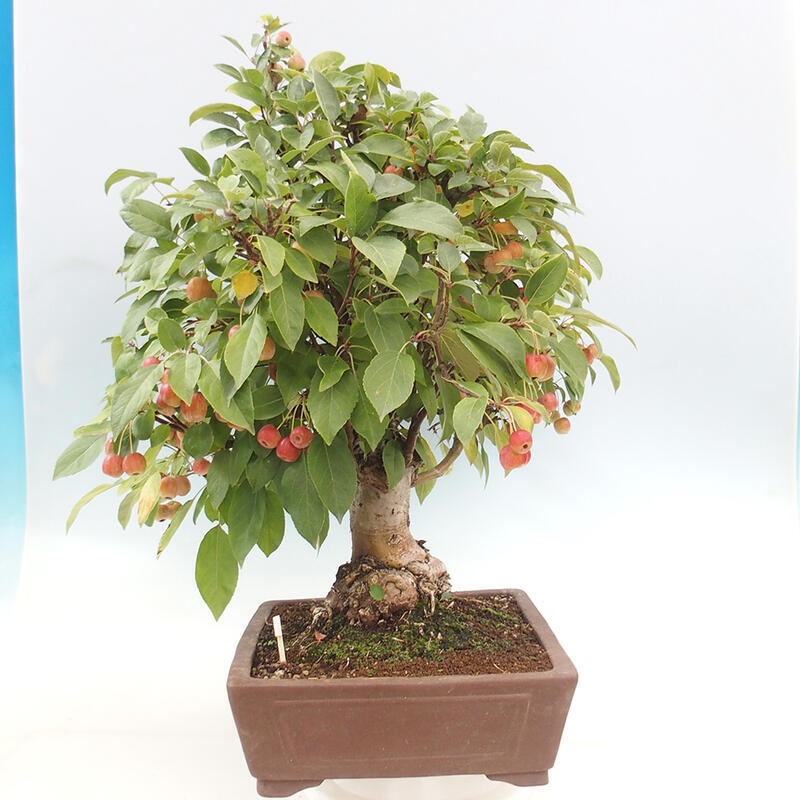 Outdoor bonsai - Malus halliana - Small-fruited apple tree