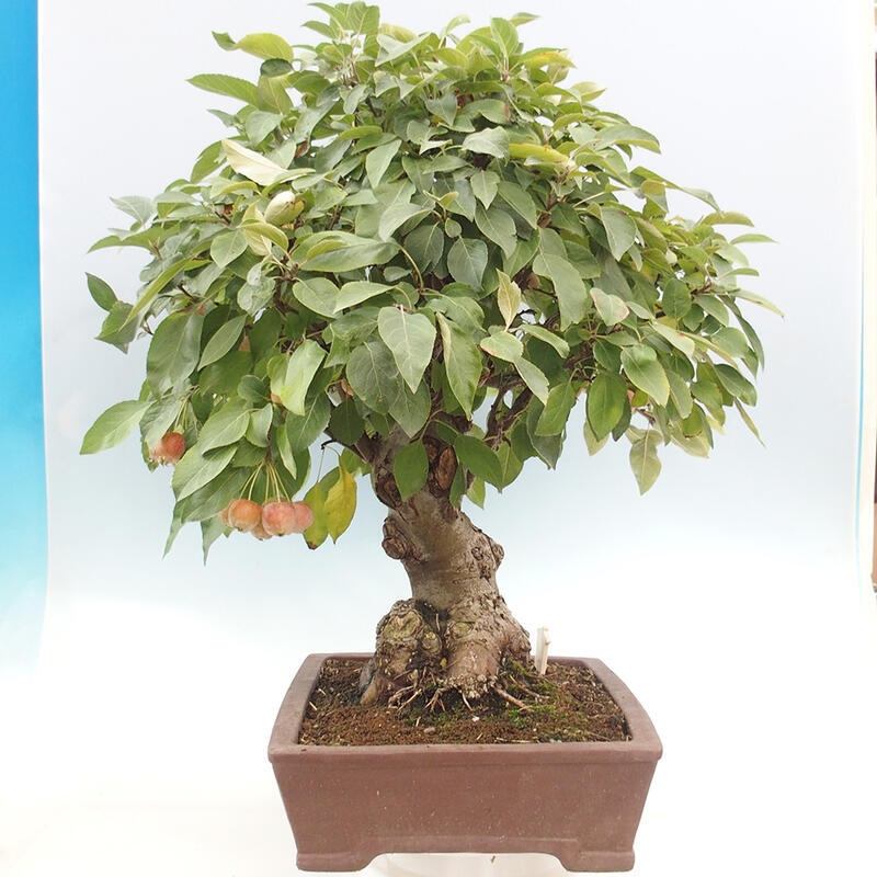 Outdoor bonsai - Malus halliana - Small-fruited apple tree