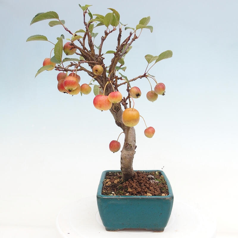 Outdoor bonsai - Malus halliana - Small-fruited apple tree