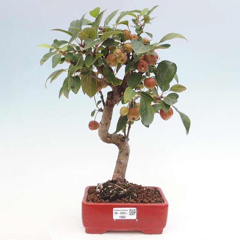 Outdoor bonsai - Malus halliana - Small-fruited apple tree