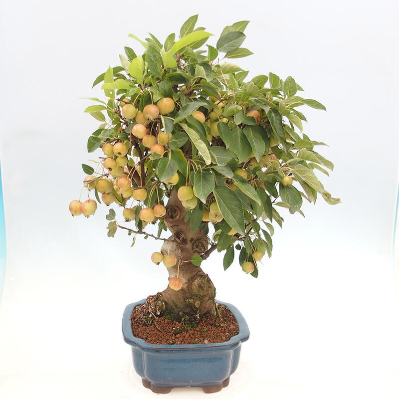 Outdoor bonsai - Malus halliana - Small-fruited apple tree