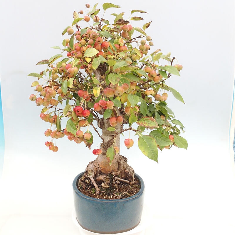 Outdoor bonsai - Malus halliana - Small-fruited apple tree