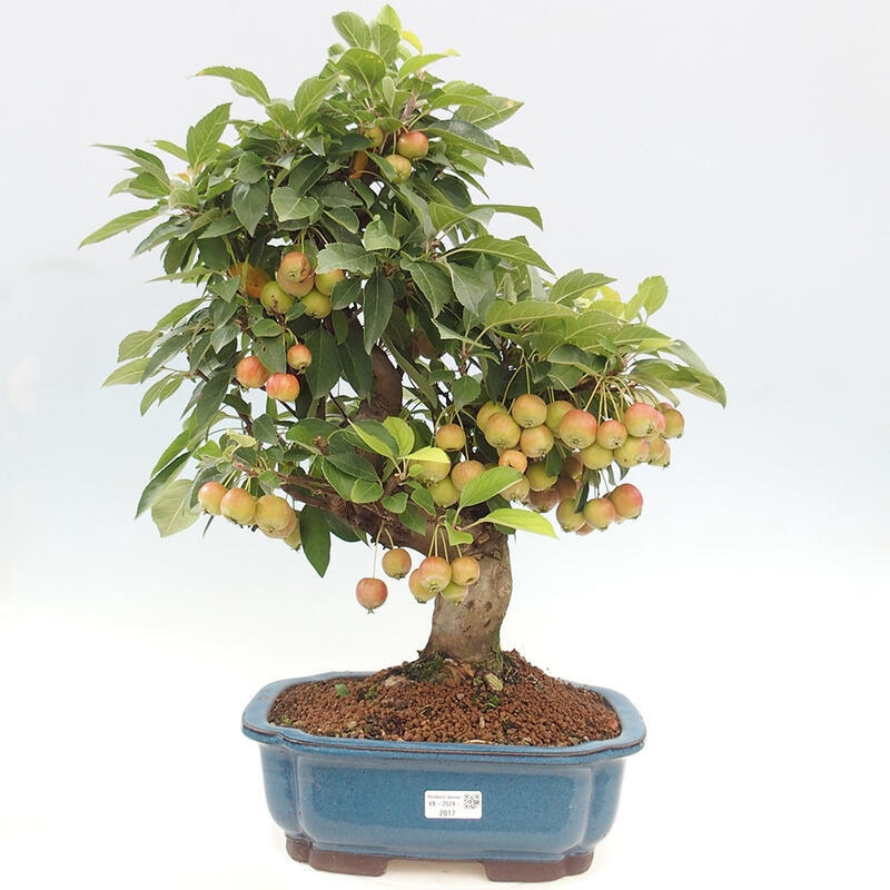 Outdoor bonsai - Malus halliana - Small-fruited apple tree