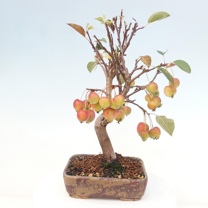 Outdoor bonsai - Malus halliana - Small-fruited apple tree