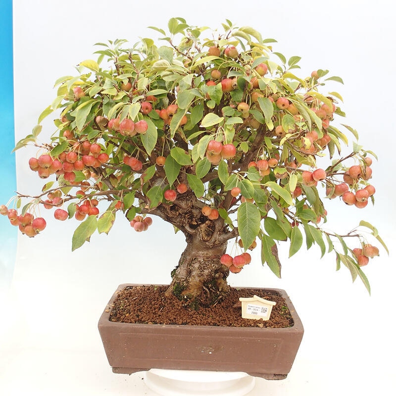 Outdoor bonsai - Malus halliana - Small-fruited apple tree