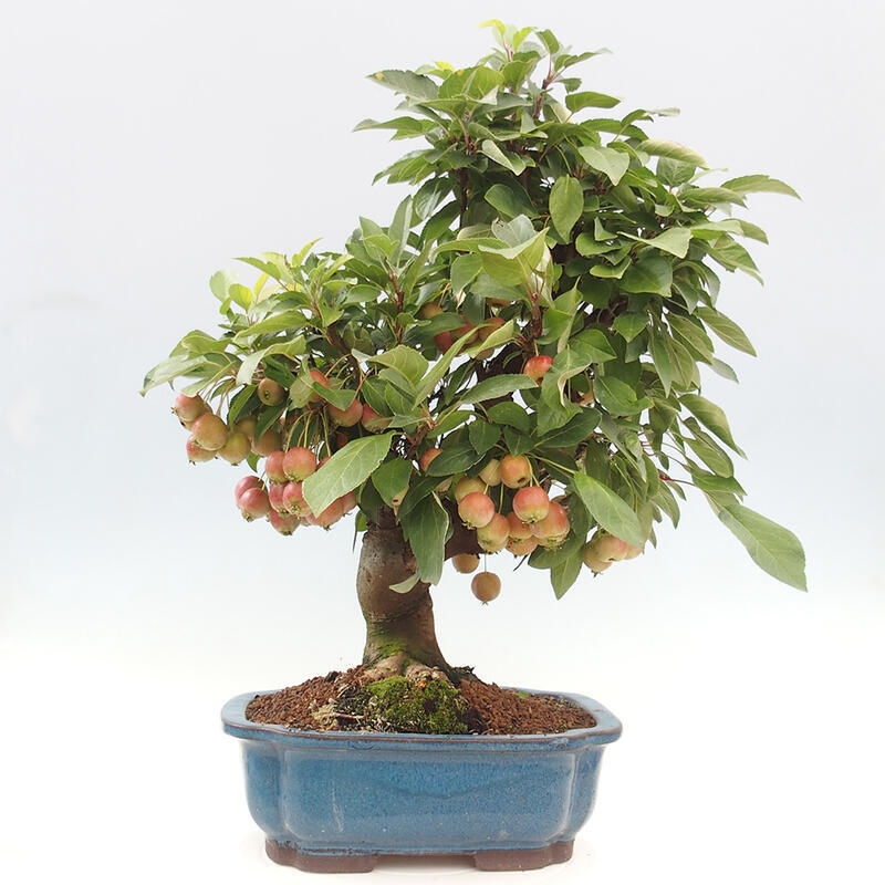 Outdoor bonsai - Malus halliana - Small-fruited apple tree