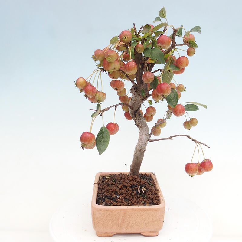 Outdoor bonsai - Malus halliana - Small-fruited apple tree