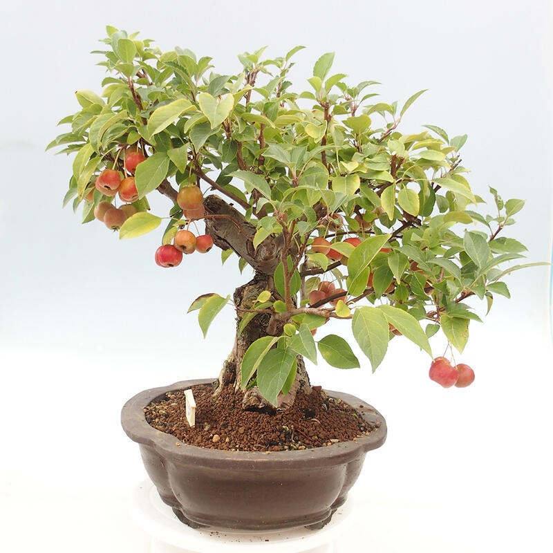 Outdoor bonsai - Malus halliana - Small-fruited apple tree