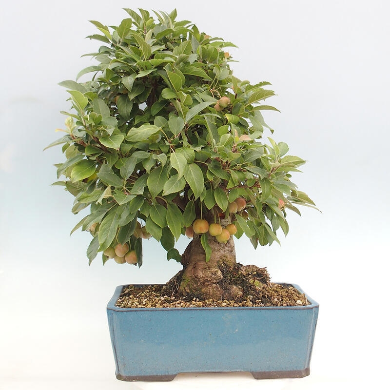 Outdoor bonsai - Malus halliana - Small-fruited apple tree