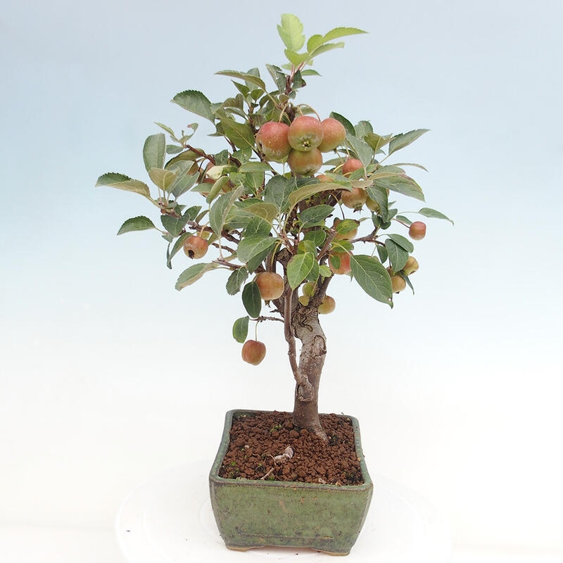 Outdoor bonsai - Malus halliana - Small-fruited apple tree