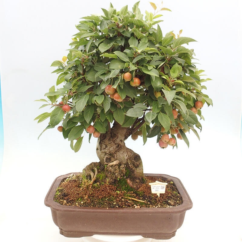 Outdoor bonsai - Malus halliana - Small-fruited apple tree