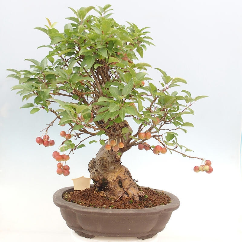 Outdoor bonsai - Malus halliana - Small-fruited apple tree