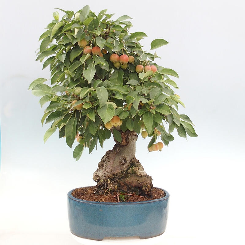 Outdoor bonsai - Malus halliana - Small-fruited apple tree