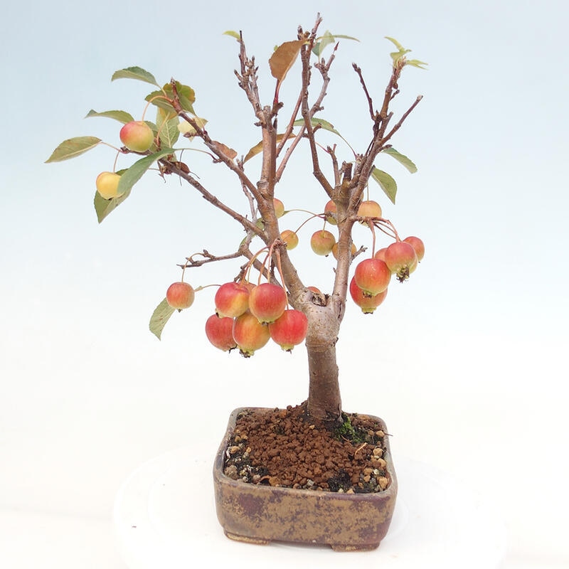 Outdoor bonsai - Malus halliana - Small-fruited apple tree