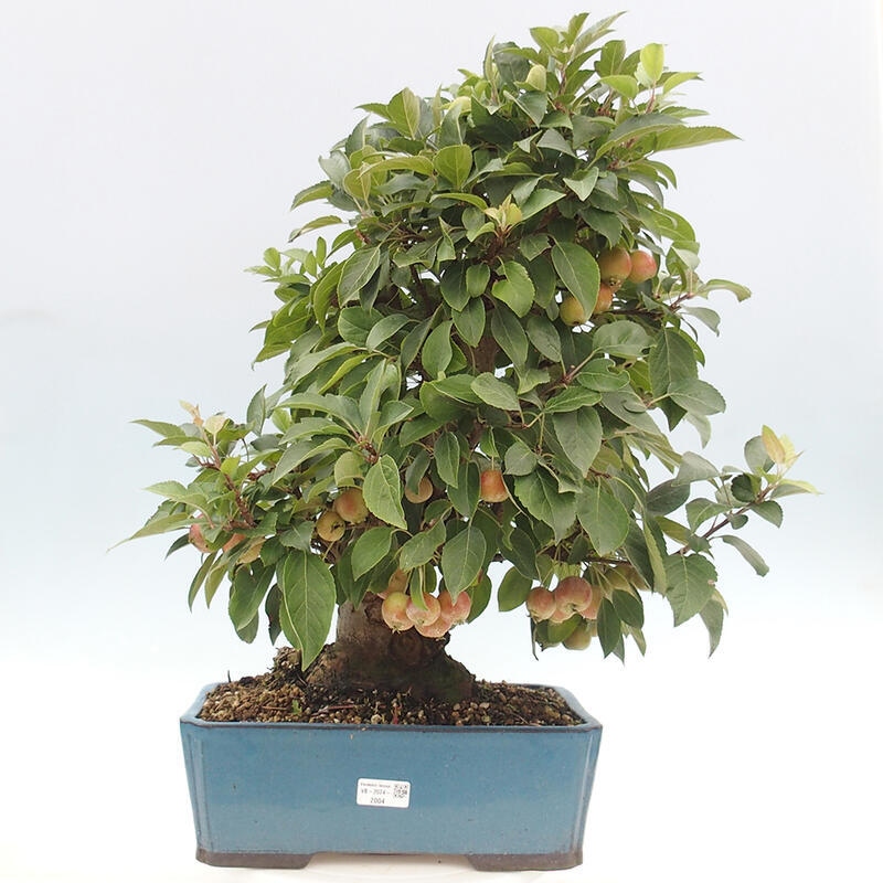 Outdoor bonsai - Malus halliana - Small-fruited apple tree