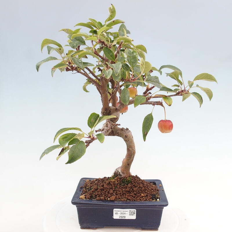 Outdoor bonsai - Malus halliana - Small-fruited apple tree