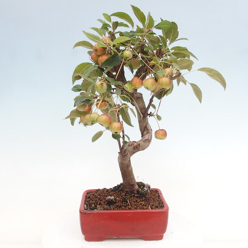 Outdoor bonsai - Malus halliana - Small-fruited apple tree