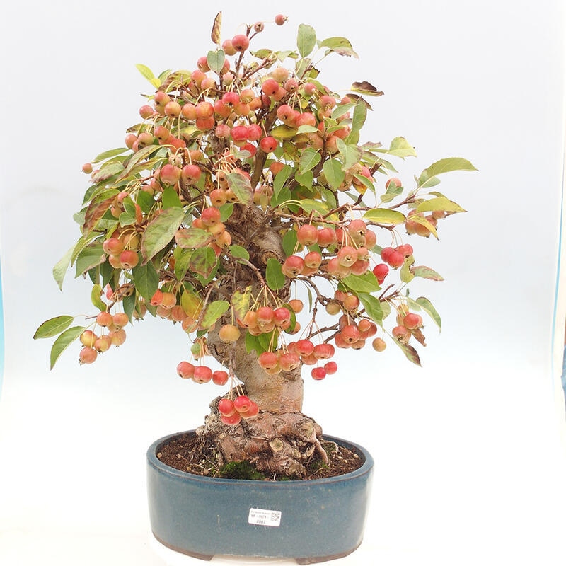 Outdoor bonsai - Malus halliana - Small-fruited apple tree