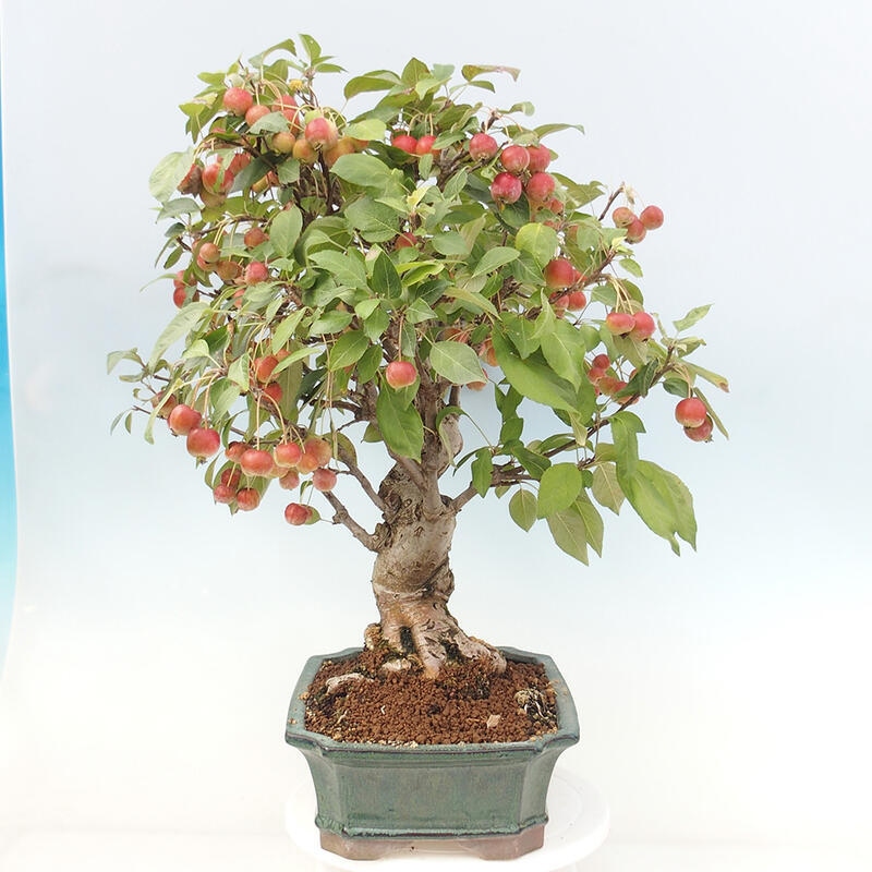 Outdoor bonsai - Malus halliana - Small-fruited apple tree