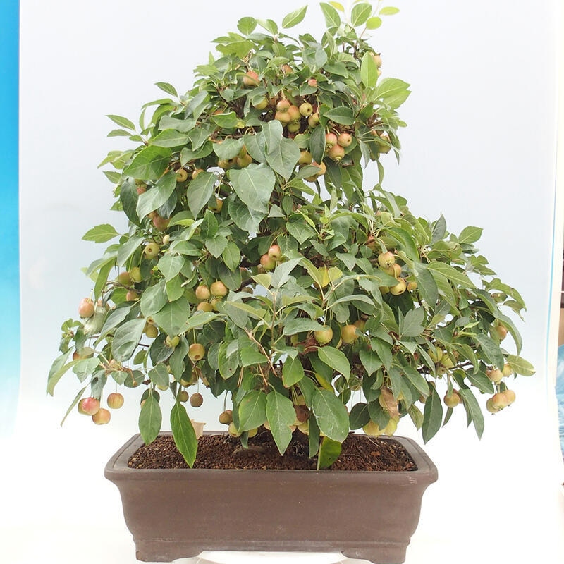 Outdoor bonsai - Malus halliana - Small-fruited apple tree