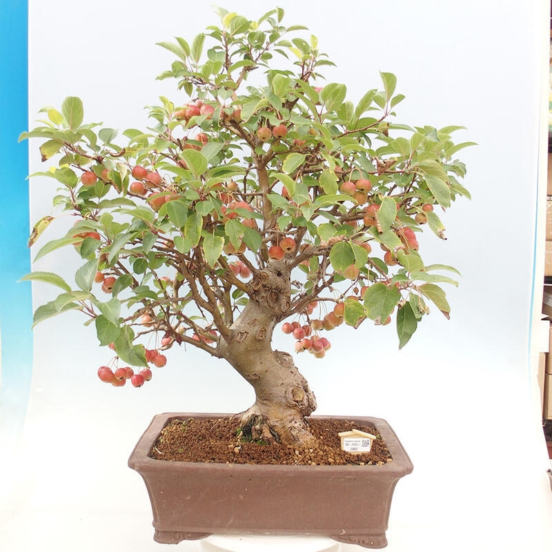 Outdoor bonsai - Malus halliana - Small-fruited apple tree