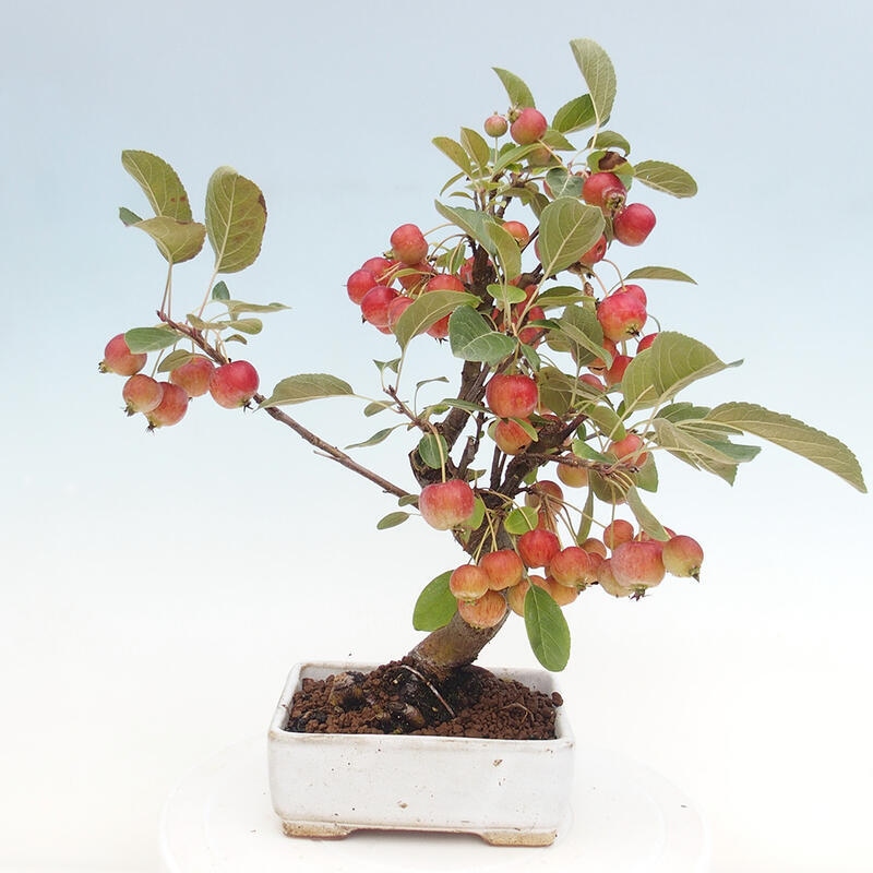 Outdoor bonsai - Malus halliana - Small-fruited apple tree